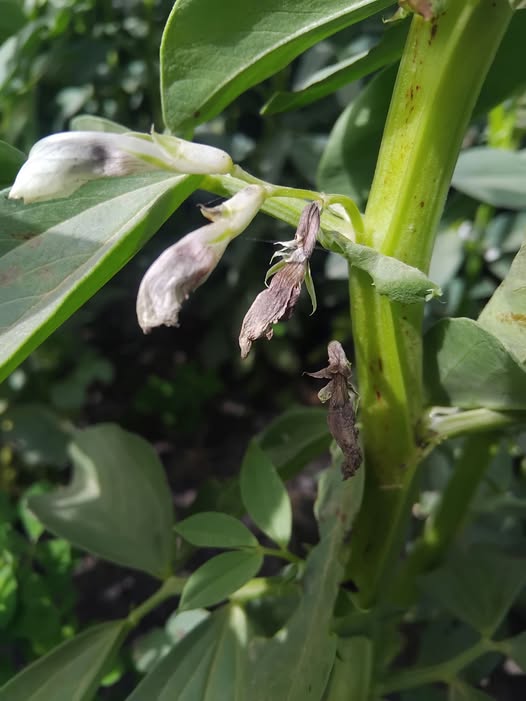 السلام عليكم علاج الزهر  ده ايه الفول مليان هالوك